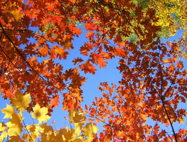 Fall